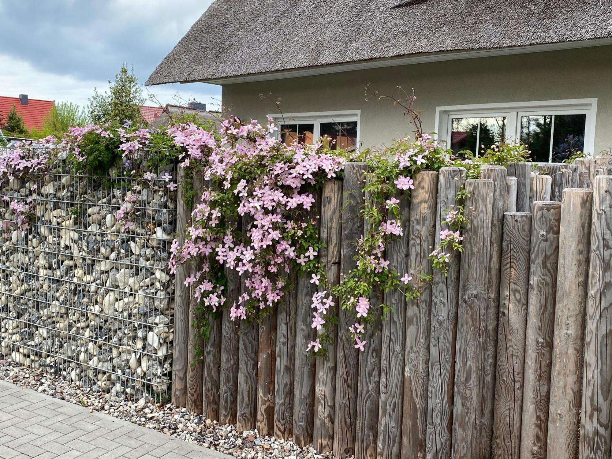 Kleine Seenixe Zingst Dış mekan fotoğraf